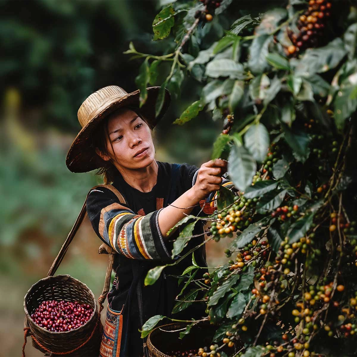 CoffeeHarvestingWoman-IMG_20210512_083245.webp