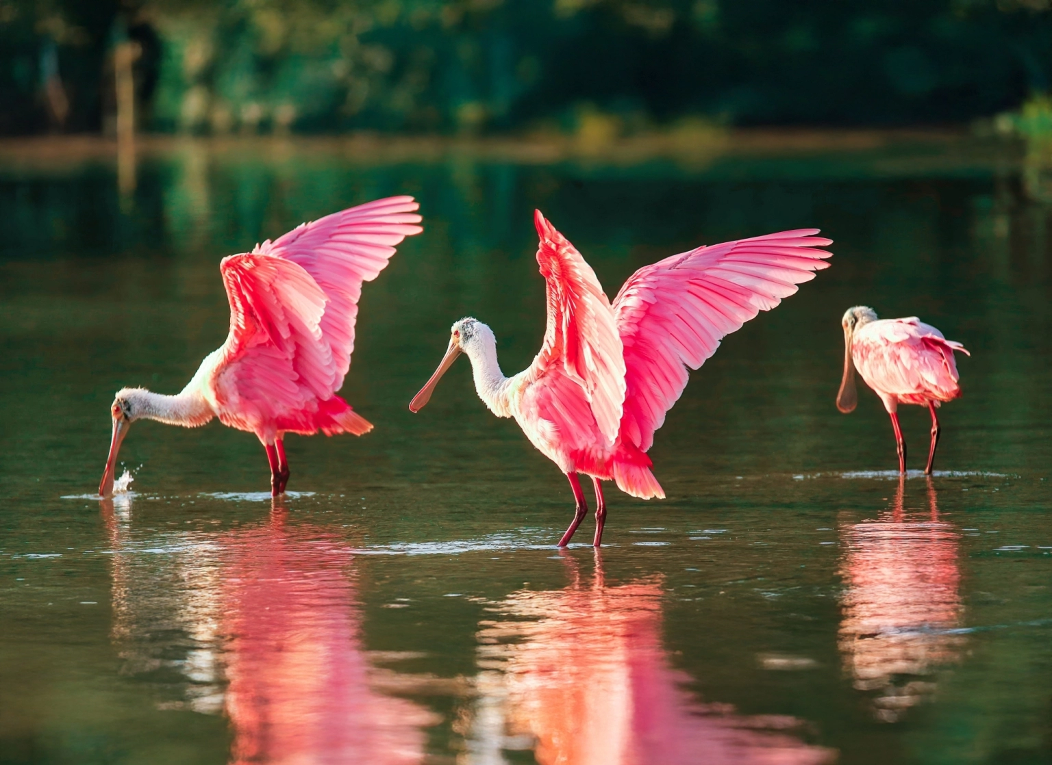 RoseateSpoonbill-JV_20220527_021100.webp