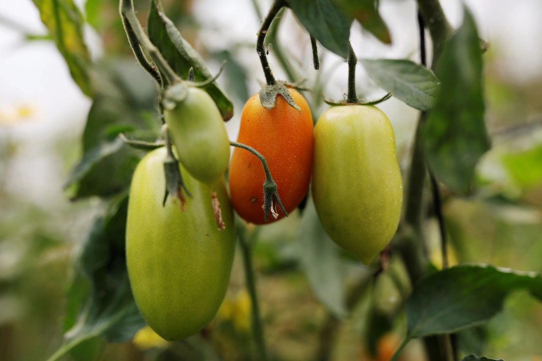 TomatoesCentralAmericanGrown-IMG_20220910_081652.webp
