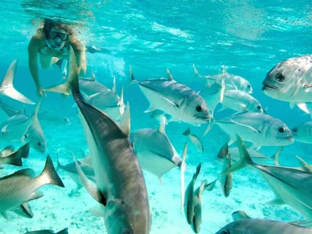 snorkeling-on-the-island.png